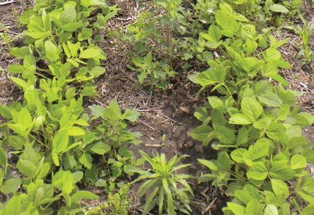 poor Weed management A well-designed weed management plan can be essential in maximizing soybean yields.