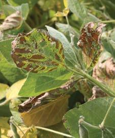 Sudden death Syndrome (SdS) and brown Stem rot (bsr) SDS BSR BSR and