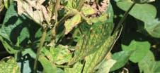 Both pathogens overwinter in soybean debris and thrive in good to high soil moisture.