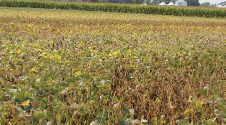 White mold White mold is most prevalent in highyielding soybean environments. Canopy development can increase the risk.