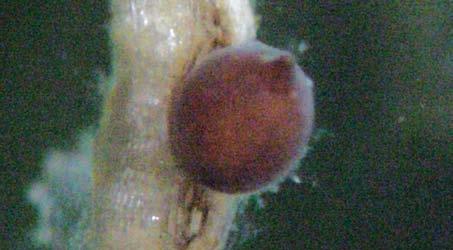 Soybean cyst nematode (Scn) SCN has been named the number one yieldlimiting pest in Wisconsin and the North- Central region of the United States.