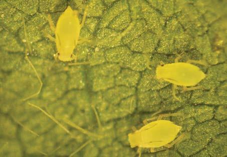 Soybean aphids Experts recommend regular scouting to determine if aphid populations have increased.