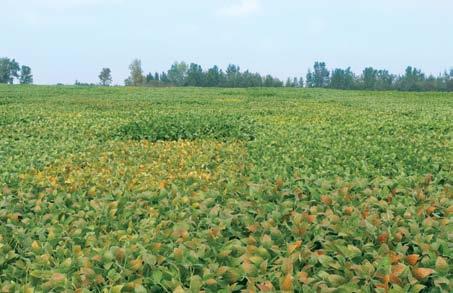 genetics and Variety Selection Variety selection can be the most important factor in maximizing soybean yields.