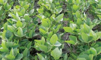 genetics and Variety Selection Planting multiple soybean varieties to diversify plant genetics may be a good strategy in lowering risks of yield loss due to stress factors.