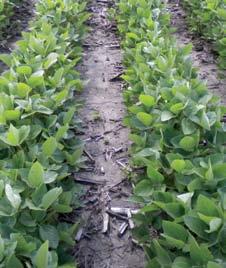 The photos above show wide- and narrow-rowed soybeans on June 29, 2011.