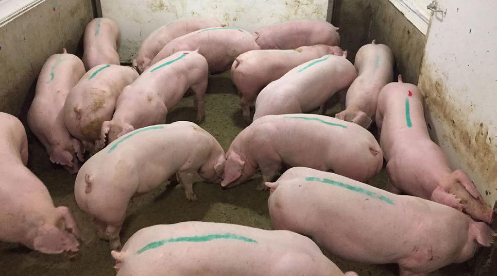LANDRACE SOWS WITH OVER HALF BEING BRED FOR MLI ON