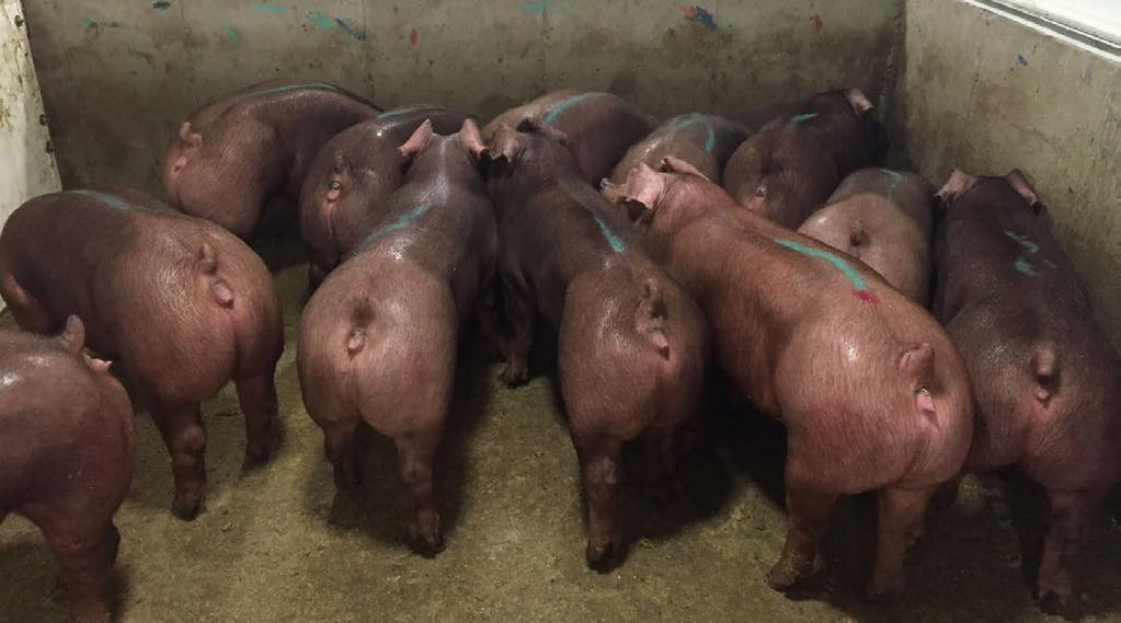 135 TSI ON STAGES ALL BOARS AND GILTS SCANNED AND TESTED FOR BF,