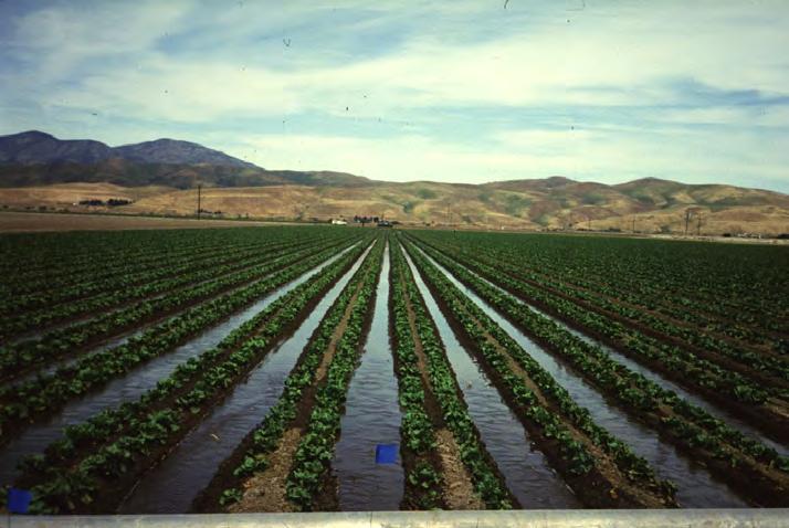Surface Irrigation Losses can be from deep percolation and tailwater runoff. Minimize runoff losses by Tailwater Return Systems.