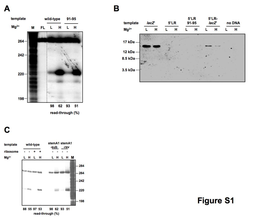 Supplementary Information Supplementary Figures Figure S1. Study of mgtl translation in vitro.