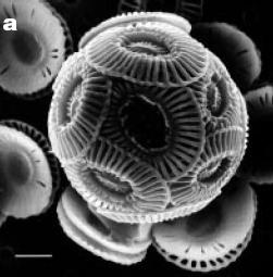 Coccolithophores microscopic calcium carbonate-forming marine plants (phytoplankton) Normal CO