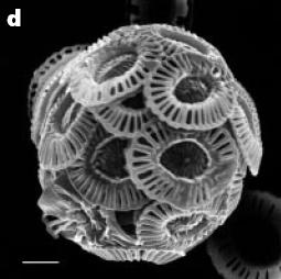 huxleyi If phytoplankton, which form the basis for much of the coastal food web, are negatively