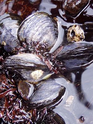 Acidification caused problems with shell