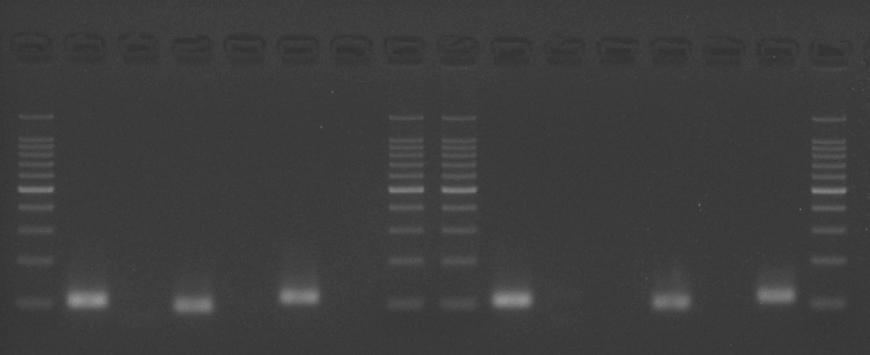 EpiScope Methylated HeLa gdna 1 M U 2 M U 3 M U Native HeLa gdna 1 M U 2 M U 3 M U (primer) 1: CDH1 2: CDKN2A 3: MLH1 Apply 5 µl Use 3% gel Figure 3. Endpoint detection. X.