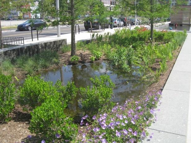 Rain Garden- is a garden of native shrubs, perennials, and flowers planted in a small depression, which is