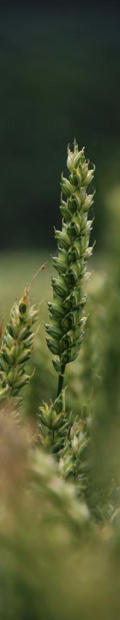 Getting The Best From Late-Sown Wheat Not all varieties perform equally in the late-sown slot.