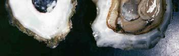 edu) Organism with pelagic life phase oyster Larva