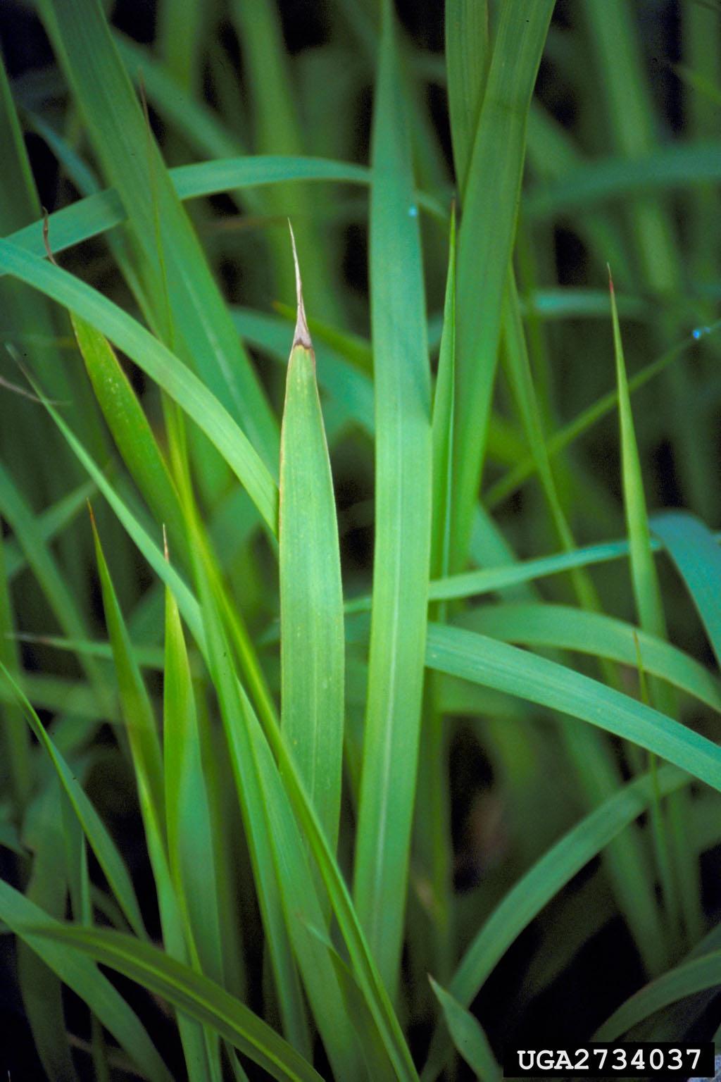 Figure 2. Cogongrass leaves have serrated edges and a prominent, white, off-center midrib. Credits: L. M. Marsh, Florida Department of Agriculture and Consumer Services, www.forestryimages.org.