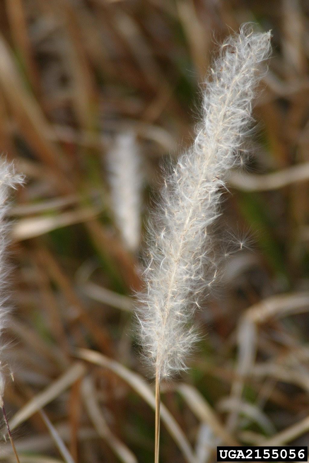 Each seed contains silky-white hairs that aid in wind dispersal. When dug, the rhizomes (Figure 4) are white, segmented (have nodes), and are highly branched.