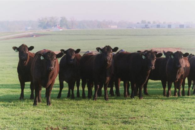 calving season years; 11 herds; 1511 calves 1 9 CUMULATIVE CALF CROPS FIRST 6 DAYS OVER 1 CALVING SEASONS MU THOMPSON RESEARCH CENTER UNIVERSITY OF FLORIDA - NFREC LAMB ET AL.