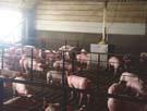 Our Task Overview hog pigs swine pork Description of the operations G L N F Risk exposures 2