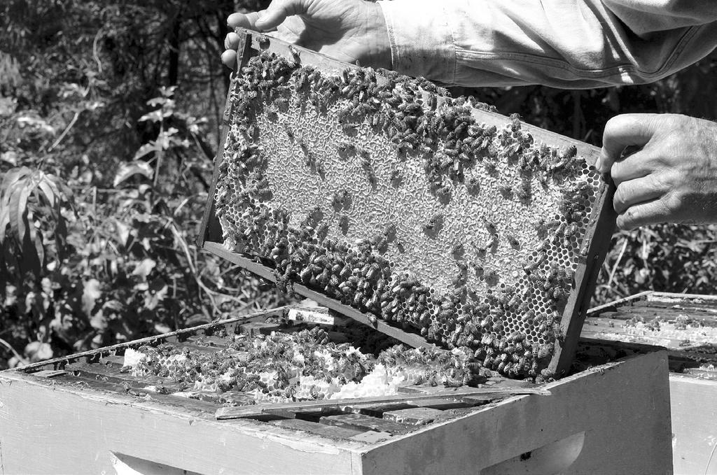 Bees can be irritated by sounds (high-pitched machinery) and smells (strong body odour or scent) near the hive.