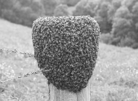 Wet weather does not favour bees, and resources are not as abundant in our area. Bees are very quiet. It s the time for creating and/or renovating your equipment.
