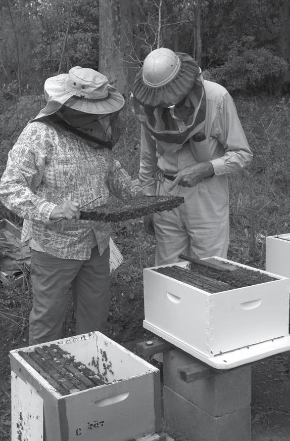 In choosing the mother hive, look for the following characteristics : 1 Temperament - bees stay quietly on frames when being handled.