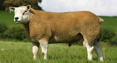 Texel x Cross Breed and for Pork using