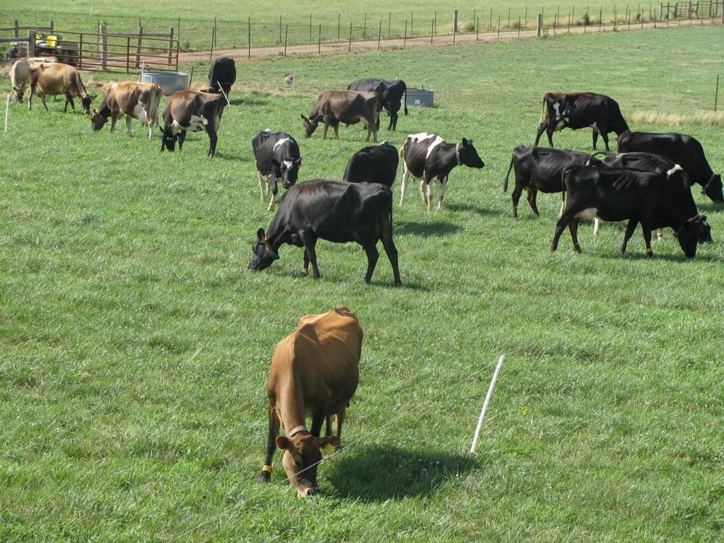 SW Missouri Pasture Dairy