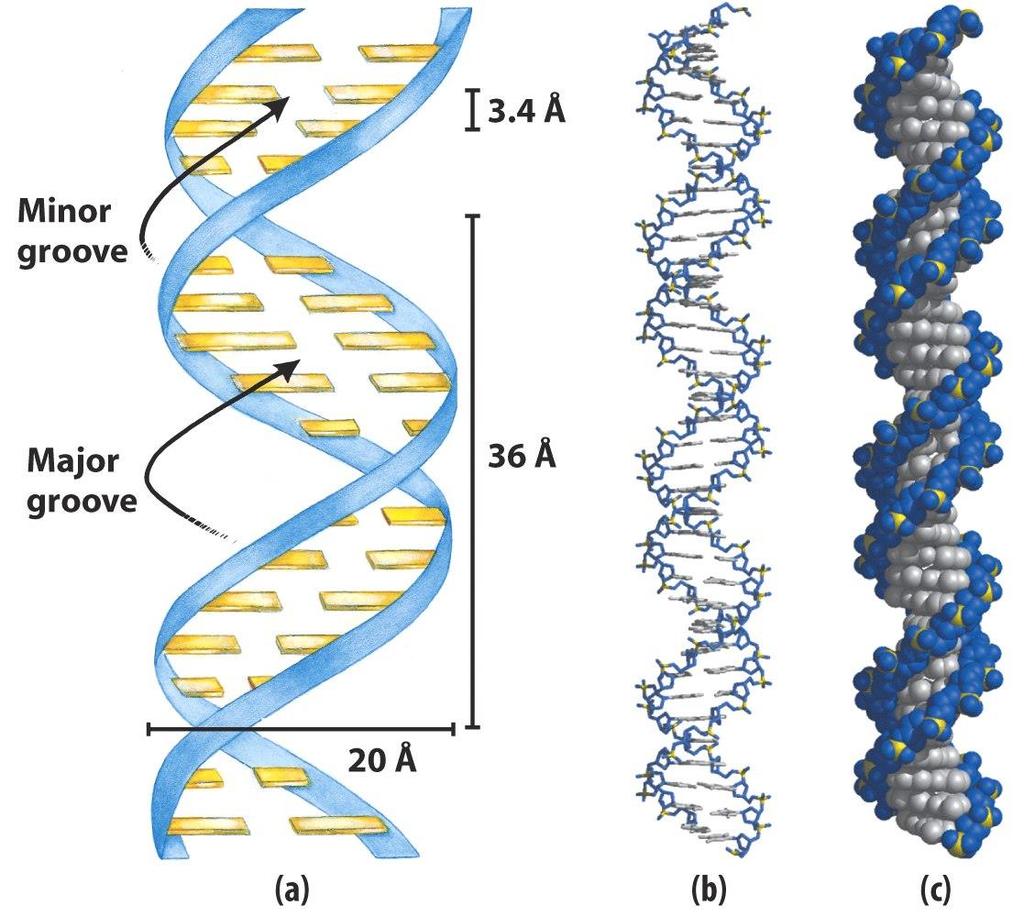 DNA structure DNA consists of two helical chains wound around the same axis in a right-handed fashion aligned in an antiparallel fashion. There are 10.