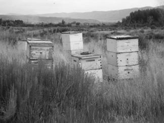 with stones 4 Principles of Productive Beekeeping Every colony