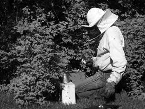 Hiving a Package: Timing Video: How to Hive Bees Bees need to be in the package at least 2 days, but