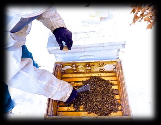 He has kept bees for over 40 years and is familiar with all facets of beekeeping.