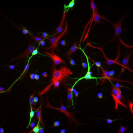 The differentiated cells were labeled with (A) sheep anti-human/rat GFAP (R&D Systems, Catalog #AF2594) to detect astrocytes (red), and mouse neuron-specific anti-beta III Tubulin (R&D Systems, Clone