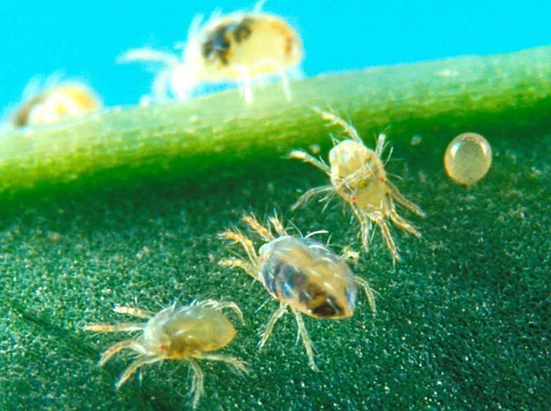 Two-spotted spidermite