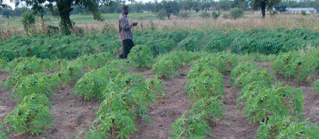 From subsistence to sustainability While it is a key dietary staple, cassava has remained a subsistence crop because of its rapid spoilage after harvest, an inadequate/irregular supply to feed the