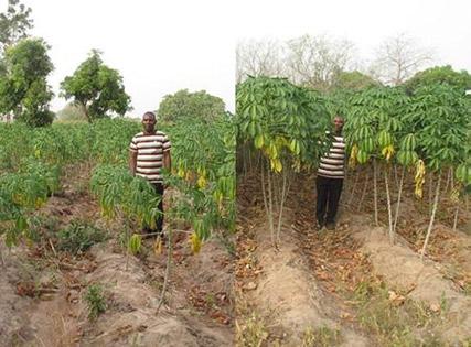 The mission of Cassava + is to shift cassava from a subsistence crop to a cash crop.