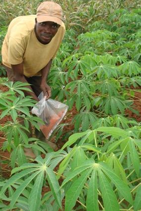 Additionally, Cassava + generates environmental benefits, since beneficial soil fertility management practices help prevent soil degradation.