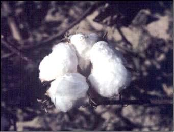 Bt Cotton 9 million ha worldwide; 6 million small