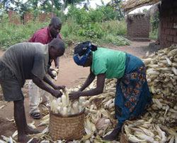Turning Point on Hunger in Africa: Malawi Smart subsidies Feed a Hungry Nation 2005/06: $50 Million subsidy with