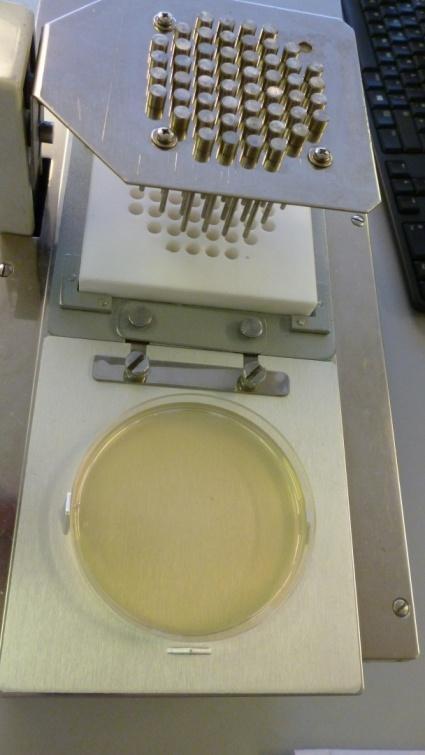 control plate Check control organisms MIC values: