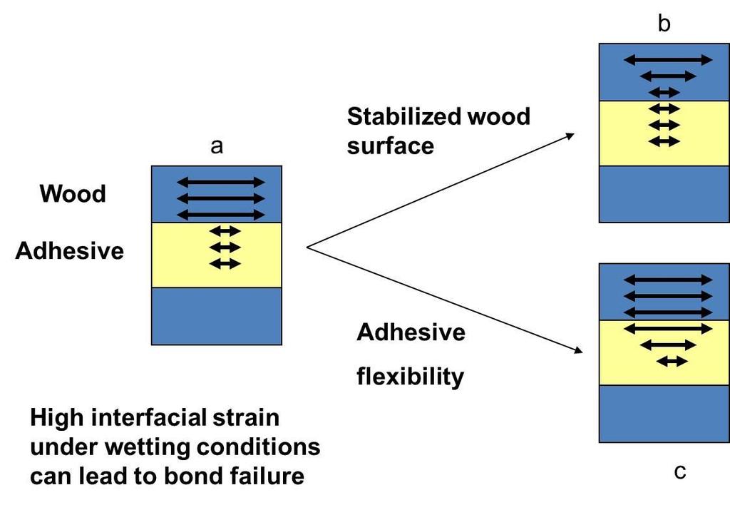 Response of the adhesives to wood swelling In-situ polymerized, infiltrate cell
