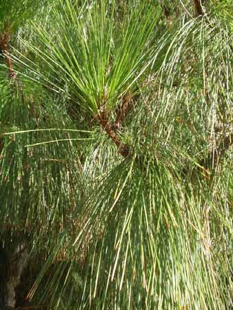 Improving Air Quality Plant tolerant species Conifers Hairy plant parts, long petioles Oak, birch, sumac,