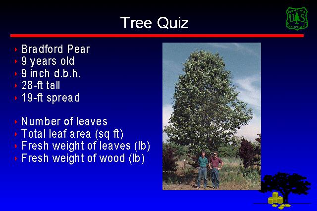 Tree Quiz Bradford Pear 9 years old 9 inch dbh 28 ft. tall 19 ft.