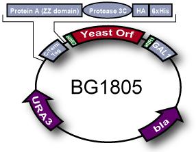 Myc, Strep marker Fusion protein GlutathioneSTransferase, Maltose binding