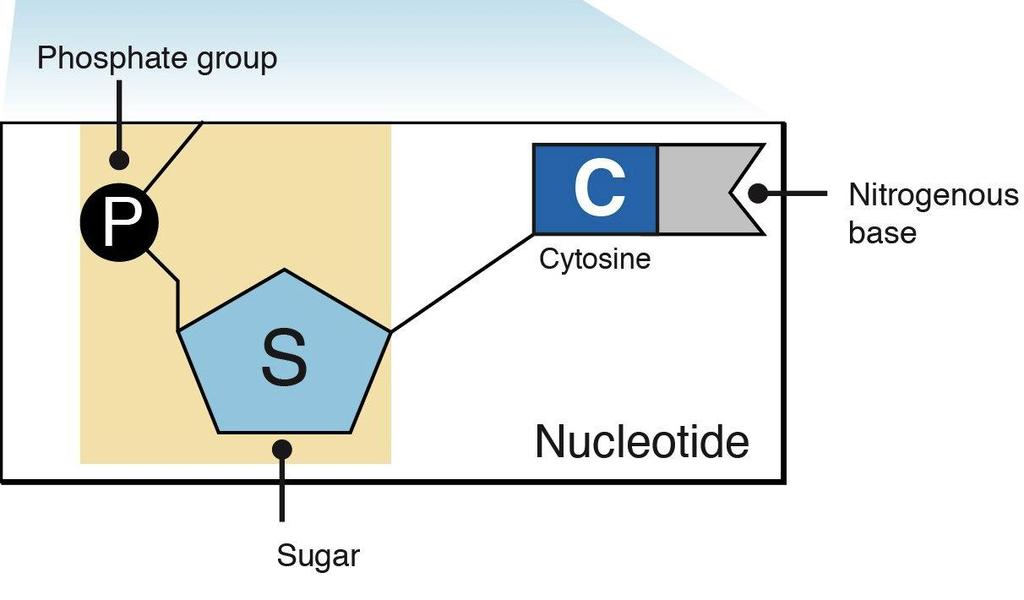 DNA is a made of building blocks called nucleotides A nucleotide is made of: one phosphate