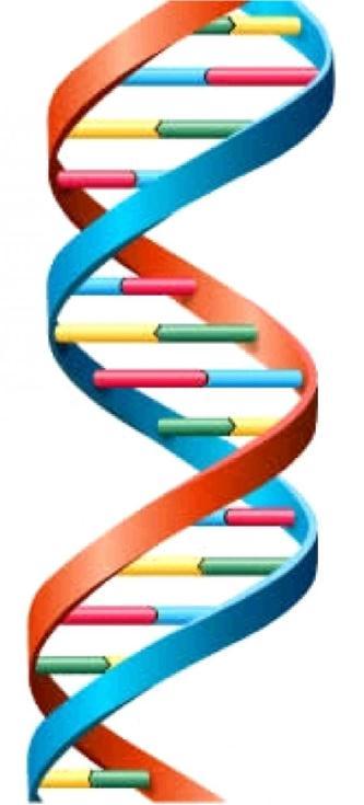 The sides, or backbone of the DNA are