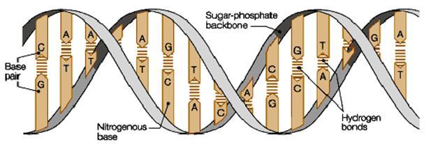 They form weak hydrogen bonds that hold the DNA strand together and are the