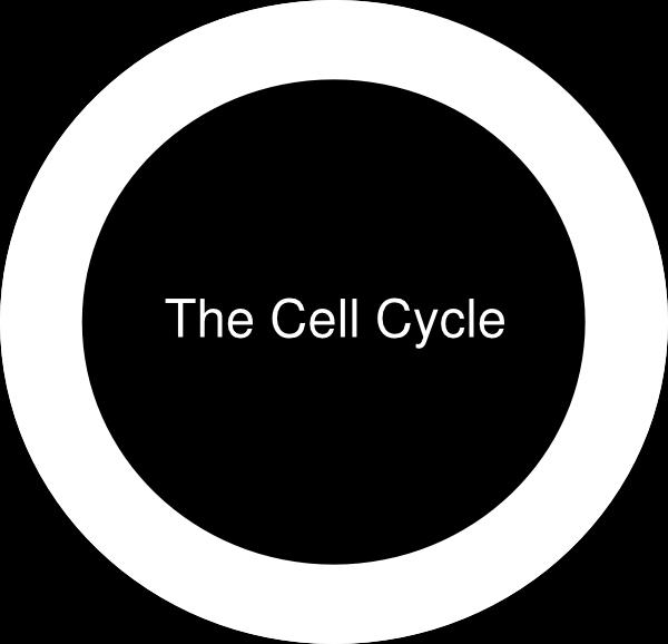 G1 phase (Gap/Growth 1)-Period of cell growth Cells can remain in the G1 phase