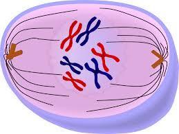 Chromatin: uncondensed DNA (looks like spaghetti) Chromosome: